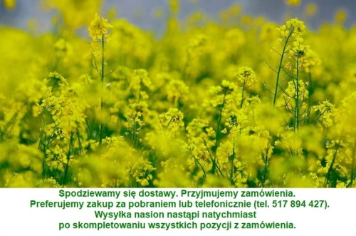 rzepaki nasiona wysyłka.jpg
