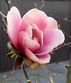 Magnolia 'Regina' NOWOŚĆ!  Janusz Radecki
