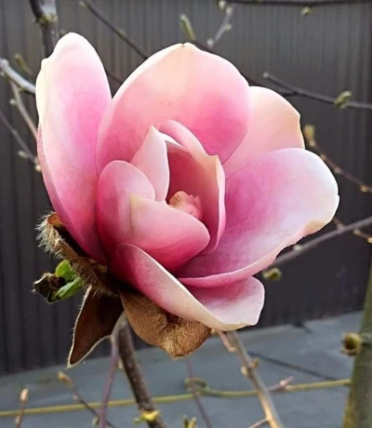 Magnolia 'Regina' NOWOŚĆ!  Janusz Radecki
