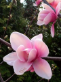 Magnolia 'Regina' NOWOŚĆ!  Janusz Radecki