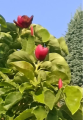 Magnolia 'Regina' NOWOŚĆ!  Janusz Radecki