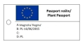 Magnolia 'Regina' NOWOŚĆ!  Janusz Radecki