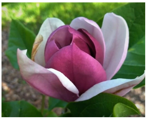 Magnolia 'Fuksja' NOWOŚĆ!  Janusz Radecki