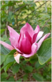 Magnolia 'Fuksja' NOWOŚĆ!  Janusz Radecki