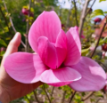 Magnolia 'Nina' NOWOŚĆ!  Janusz Radecki