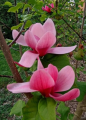 Magnolia 'Nina' NOWOŚĆ!  Janusz Radecki