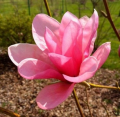 Magnolia 'Alicja' NOWOŚĆ!  Janusz Radecki