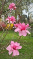 Magnolia 'Alicja' NOWOŚĆ!  Janusz Radecki