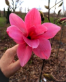 Magnolia 'Cassia' NOWOŚĆ!  Janusz Radecki