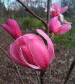 Magnolia 'Cassia' NOWOŚĆ!  Janusz Radecki