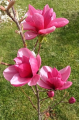 Magnolia 'Mila' NOWOŚĆ!  Janusz Radecki