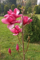 Magnolia 'Mila' NOWOŚĆ!  Janusz Radecki