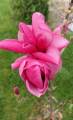 Magnolia 'Mila' NOWOŚĆ!  Janusz Radecki