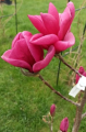 Magnolia 'Mila' NOWOŚĆ!  Janusz Radecki