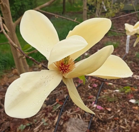 Magnolia 'Guy' NOWOŚĆ!  Janusz Radecki