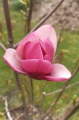 Magnolia 'Wojtek' NOWOŚĆ!  Janusz Radecki