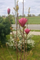 Magnolia 'Wojtek' NOWOŚĆ!  Janusz Radecki