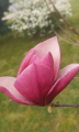 Magnolia 'Wojtek' NOWOŚĆ!  Janusz Radecki