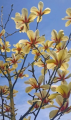 Magnolia 'Bogumiła' NOWOŚĆ!  Janusz Radecki
