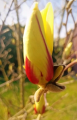 Magnolia 'Bogumiła' NOWOŚĆ!  Janusz Radecki