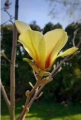 Magnolia 'Bogumiła' NOWOŚĆ!  Janusz Radecki