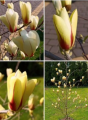 Magnolia 'Bogumiła' NOWOŚĆ!  Janusz Radecki