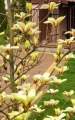 Magnolia 'Bogumiła' NOWOŚĆ!  Janusz Radecki