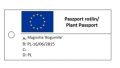 Magnolia 'Bogumiła' NOWOŚĆ!  Janusz Radecki