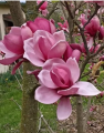 Magnolia 'Bogusław' NOWOŚĆ!  Janusz Radecki