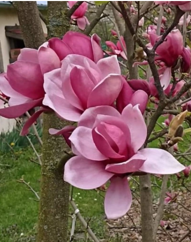 Magnolia 'Bogusław' NOWOŚĆ!  Janusz Radecki