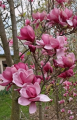Magnolia 'Bogusław' NOWOŚĆ!  Janusz Radecki