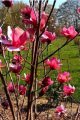 Magnolia 'Bogusław' NOWOŚĆ!  Janusz Radecki