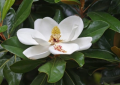Magnolia wielkokwiatowa, zimozielona - grandiflora