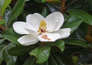 Magnolia wielkokwiatowa, zimozielona - grandiflora