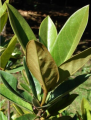 Magnolia wielkokwiatowa, zimozielona - grandiflora