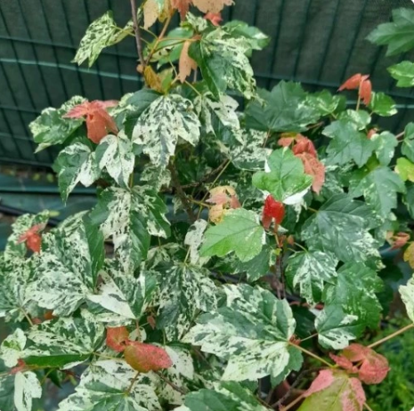 Klon czerwony 'Candy Ice' - Acer rubrum