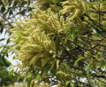 Castanopsis - Castamopsis sieboldii ZIMOZIELONA