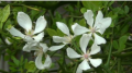 Poncyria trójlistkowa - Poncirus trifoliata