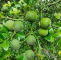Poncyria trójlistkowa - Poncirus trifoliata