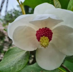 Magnolia sieboldii 'Pride of Norway' - duża sadzonka