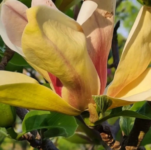 Magnolia 'Sunsation' - duża sadzonka