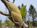 Magnolia 'Sunsation' - duża sadzonka