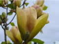Magnolia 'Sunsation' - duża sadzonka