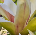 Magnolia 'Sunsation' - duża sadzonka