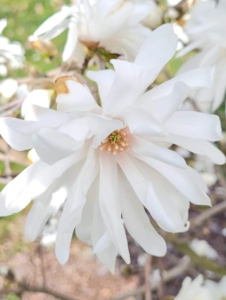 Magnolia loebneri 'Powder Puff' - duża sadzonka