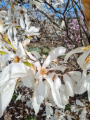 Magnolia 'Wada's Memory' - duża sadzonka