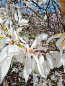 Magnolia 'Wada's Memory' - duża sadzonka