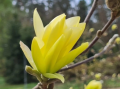 Magnolia 'Gold Star' - duża sadzonka