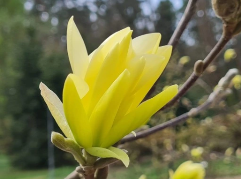 Magnolia 'Gold Star' - duża sadzonka