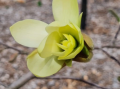 Magnolia 'Gold Star' - duża sadzonka